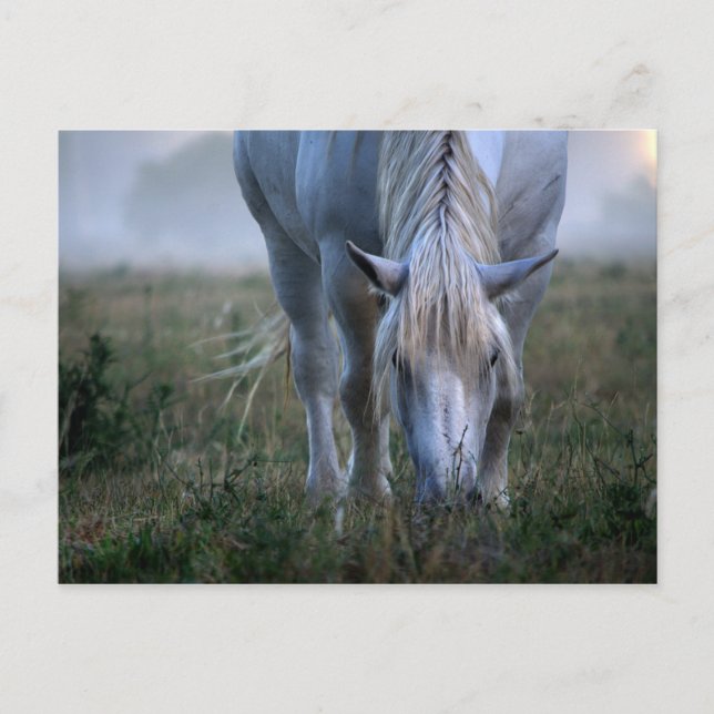 White Horse Postcard (Front)