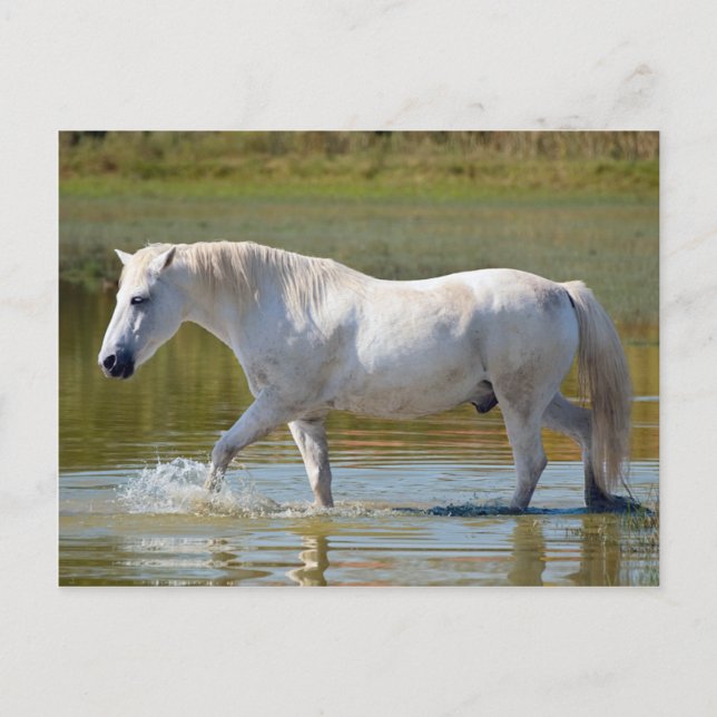 WHITE HORSE POSTCARD (Front)