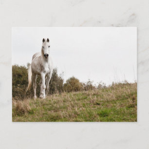 White horse postcard