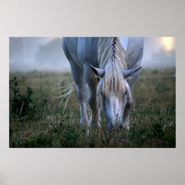 White Horse Poster (Front)