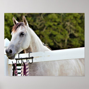 White Horse Poster