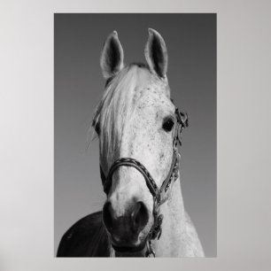 White Horse Poster,Print Poster