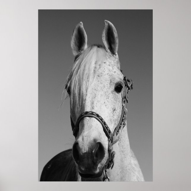 White Horse Poster,Print Poster (Front)