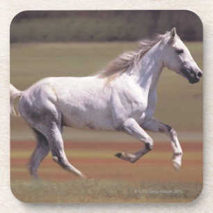 White horse running in field coaster