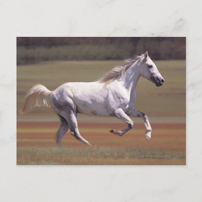 White horse running in field postcard (Front)