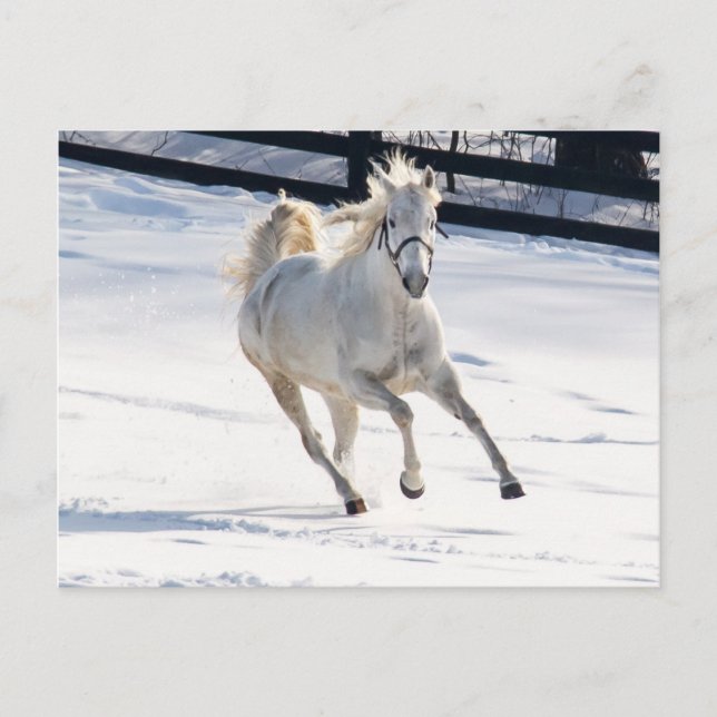 White Horse Running In Snow Postcard (Front)