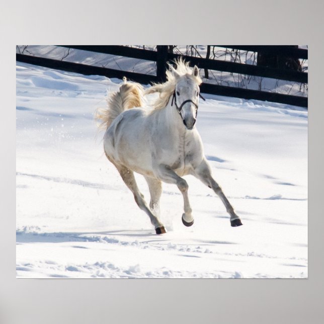White Horse Running In Snow Poster (Front)