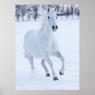 White Horse Running in the Snow Poster