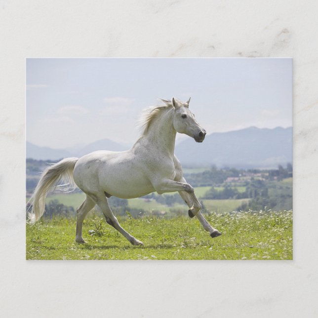 white horse running on meadow postcard (Front)