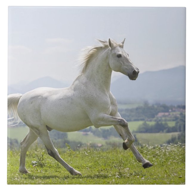 white horse running on meadow tile (Front)