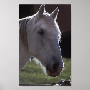 White Horsehead Poster