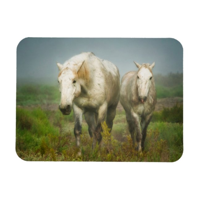 White Horses of Camargue in Field Magnet (Horizontal)
