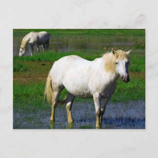 WHITE HORSES POSTCARD