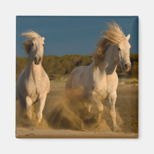 White Horses Running On Beach   Camargue, France Magnet