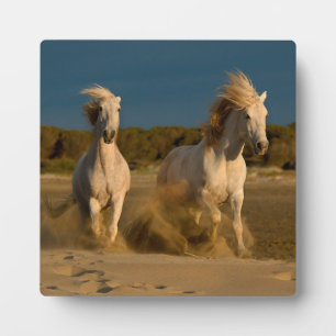White Horses Running On Beach   Camargue, France Plaque