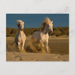 White Horses Running On Beach   Camargue, France Postcard