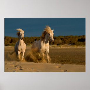 White Horses Running On Beach   Camargue, France Poster