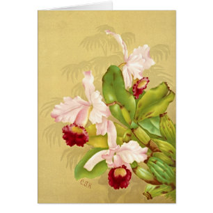 White House Orchid 1892