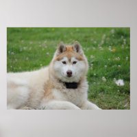 White Husky Dog Beautiful Photography