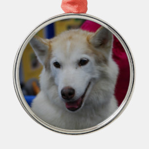 White Husky Ornaments