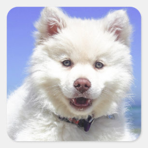 White Husky Puppy with Blue Eyes Square Sticker