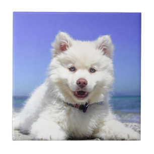 White Husky Puppy with Blue Eyes Tile