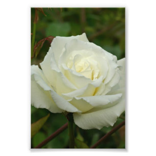 White Hybrid Tea 'Mrs. Herbert Stevens' Rose Photo Print