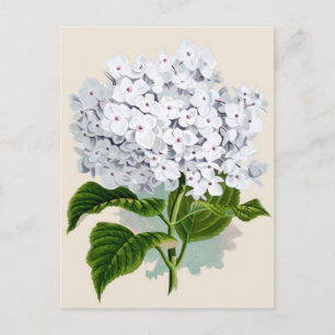 White Hydrangea Botanical Print Postcard