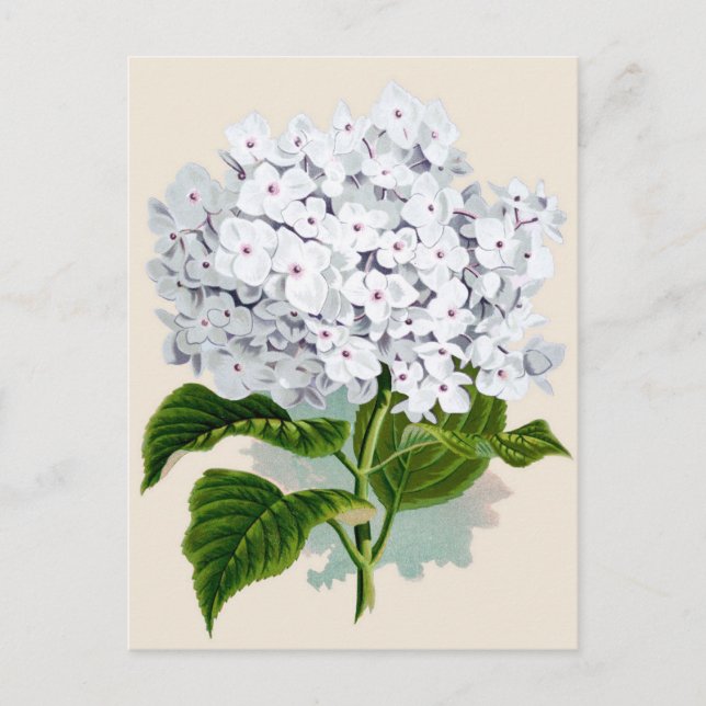 White Hydrangea Botanical Print Postcard (Front)