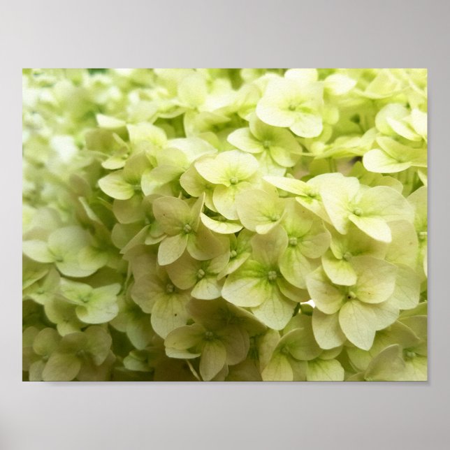 White Hydrangea flower background Poster (Front)