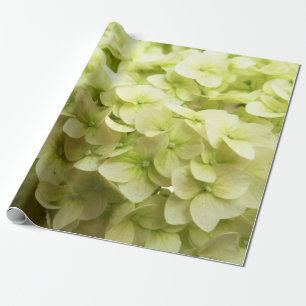 White Hydrangea flower background Wrapping Paper