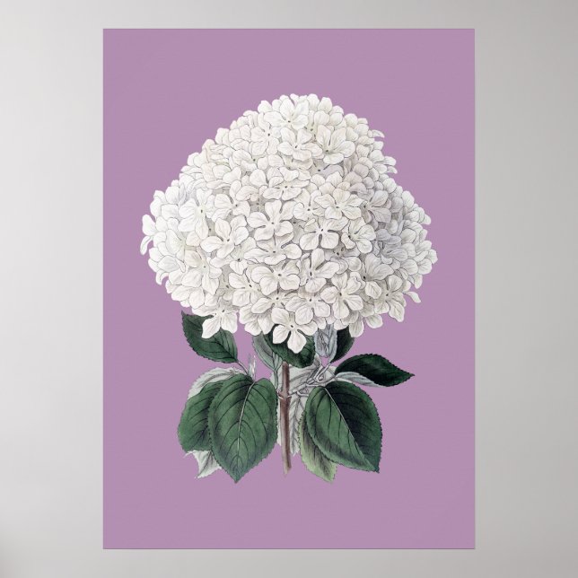 White hydrangea lila poster (Front)