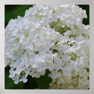 White Hydrangea Poster