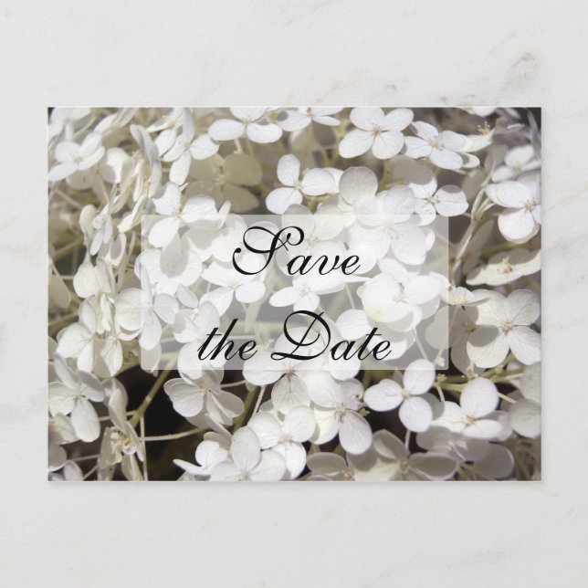 White Hydrangea Save the Date Announcement Postcard (Front)