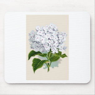 White Hydrangea Vintage Botanicals Illustrations Mouse Pad