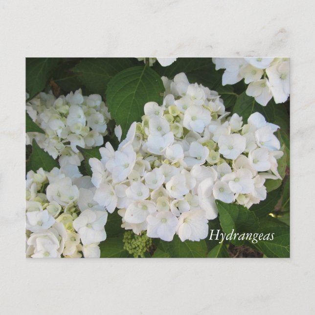White Hydrangeas Postcard (Front)