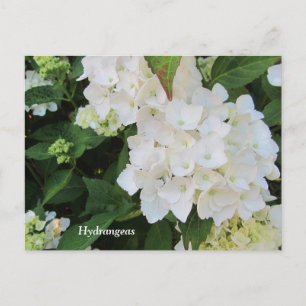 White Hydrangeas Postcard