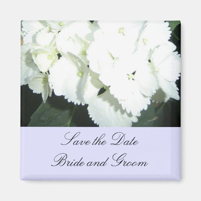 White Hydrangeas with Soft Blue Border Magnet (Front)