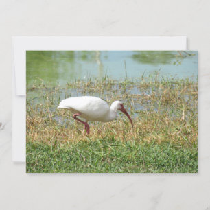 White Ibis Flat Greeting Card