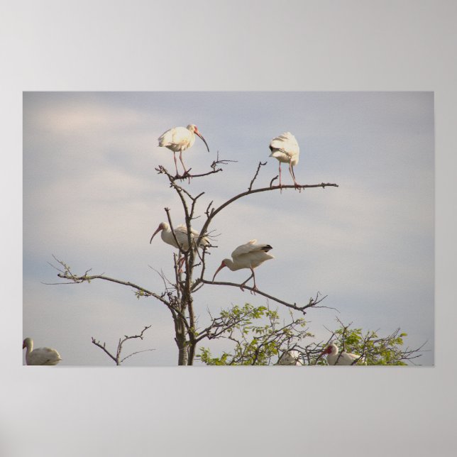 White Ibis in Tree Poster (Front)