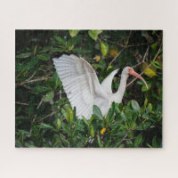 White Ibis