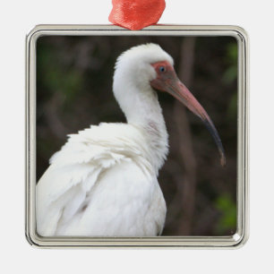 White Ibis Photo Ornament