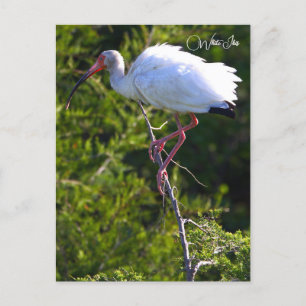 White Ibis Photo Postcard