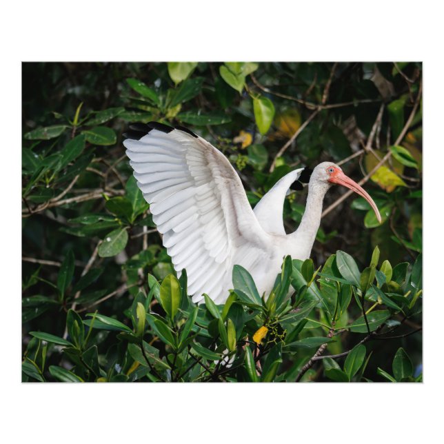 White Ibis Photo Print (Front)
