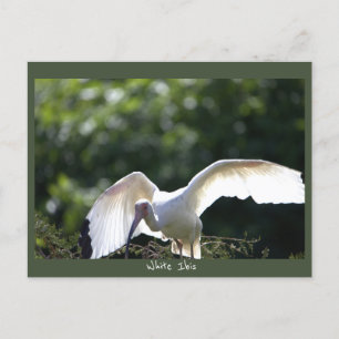 White Ibis Postcard