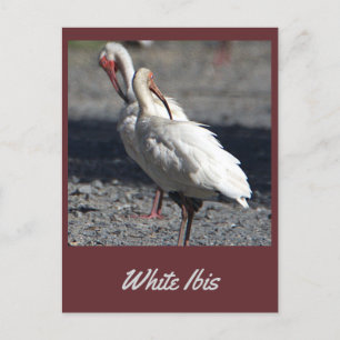 White Ibis Postcard