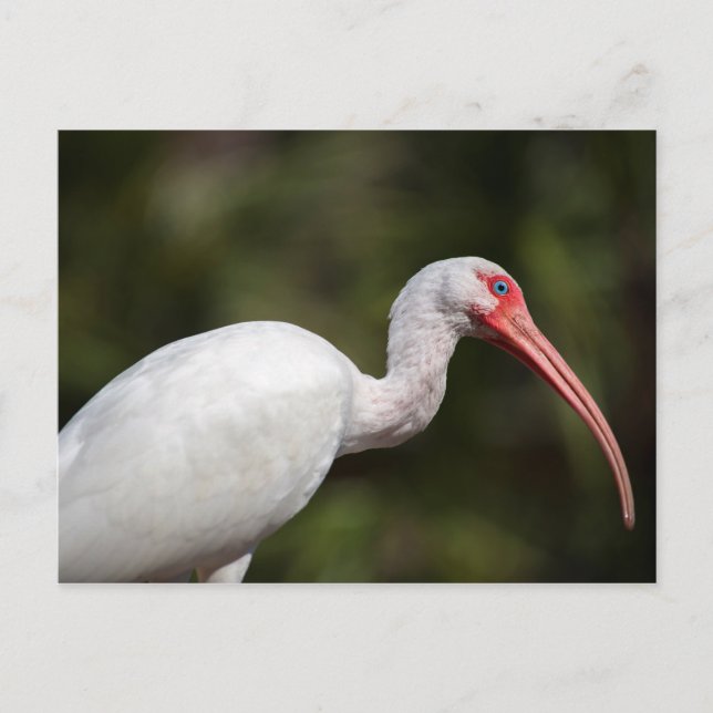 White Ibis Postcard (Front)