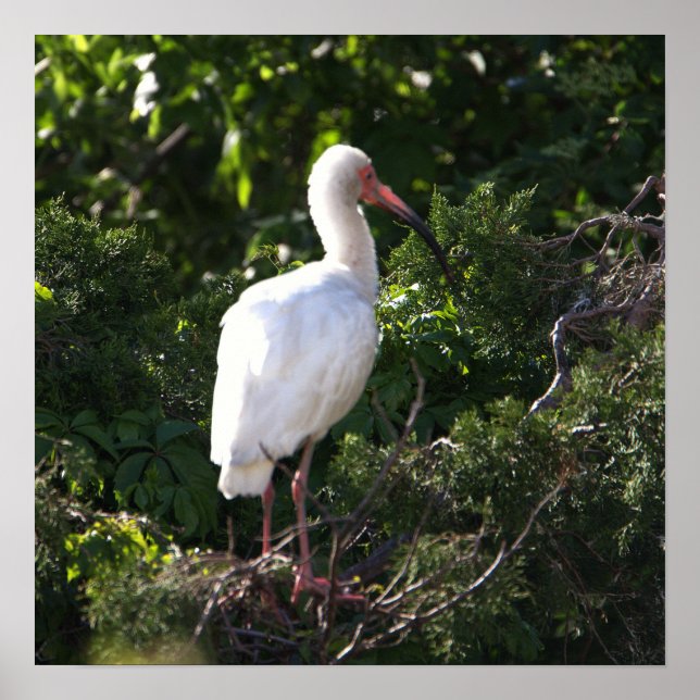 White Ibis Poster (Front)