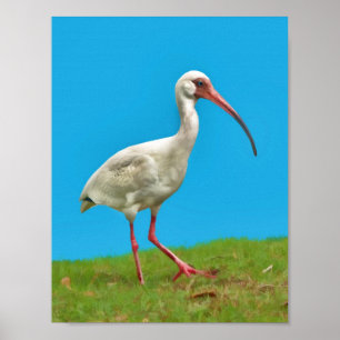 White Ibis Print
