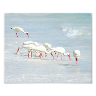 White Ibis Shore Birds on the Beach Photo Print